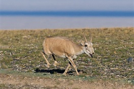 Fate of Prehistoric, Critically Endangered Saiga Antelope to be Decided at CITES